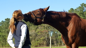 Horse Training Demo